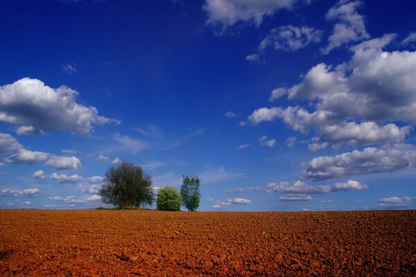 Lonely trees in the field