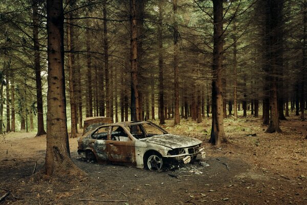 Fondo de pantalla con BMW decaído en el bosque entre los árboles