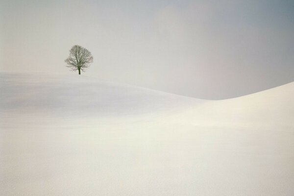 Arbre solitaire au milieu des collines de neige