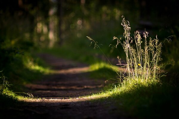 Sentiero con la luce del sole nella foresta