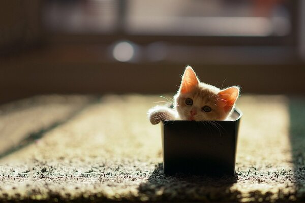 Un gattino attento che guarda fuori dalla scatola