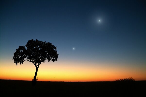 Albero solitario in una serata al chiaro di luna