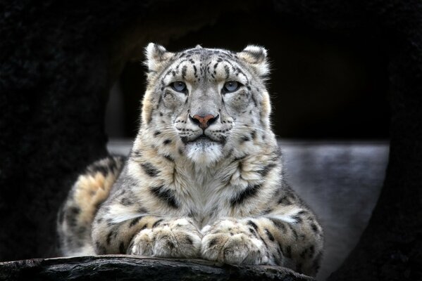 The snow leopard is a mysterious and invisible beast