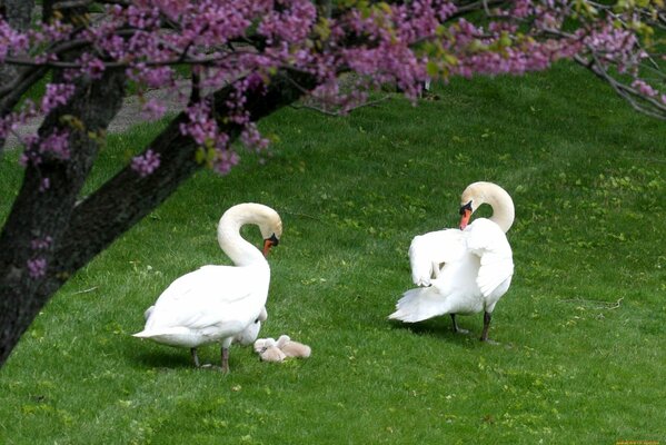 Cisnes blancos familia pareja Amateur verano belleza