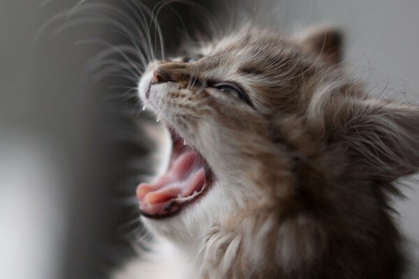 A yawning cat does not like to joke