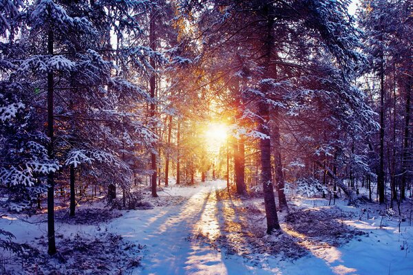 Paisaje de invierno, árboles en la nieve, el sol se abre paso