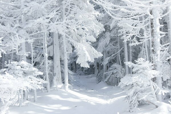 Fabuloso bosque de invierno con árboles cubiertos de nieve
