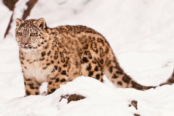 Leopardo delle nevi tra le nevi bianche