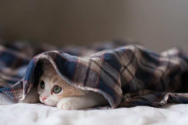 Chaton hannah sous le plaid