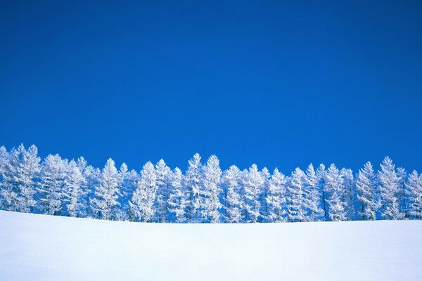 Winter trees against a blue sky