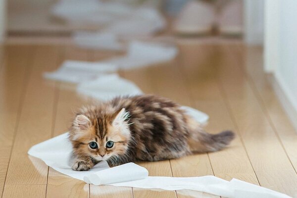 Kätzchen hannah spielt mit papier auf dem boden