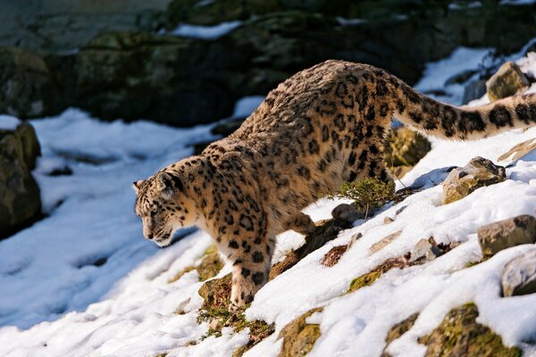 Der Besitzer von Schnee und Felsen ist ein Schneeleopard