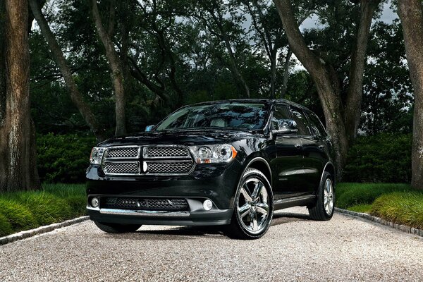 Black dodge on a background of trees