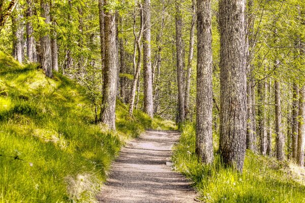 Sentier étroit parmi les pins denses