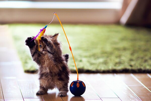 A kitten playing on its hind legs