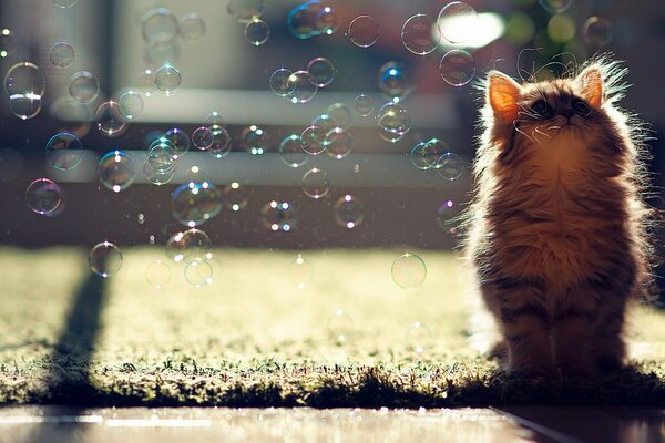 Chaton sur l herbe. Les bulles de savon ne lui intéressent pas