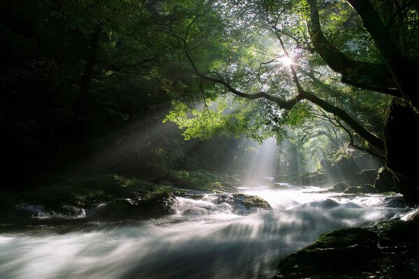 The rays of the sun breaking through the crown of a tree on a stormy river
