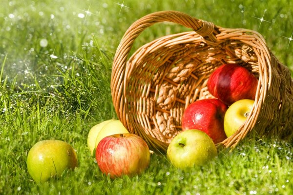 Apples in a basket on a green meadow