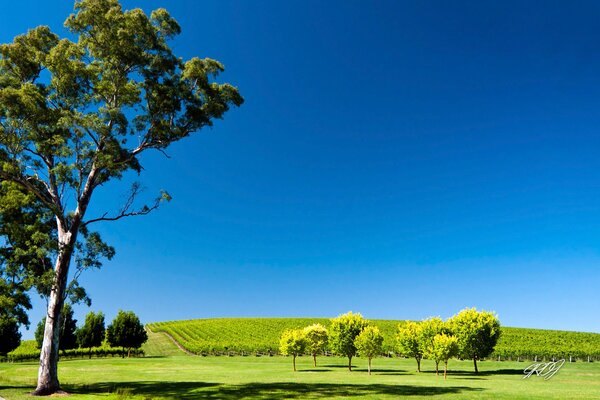 In Australia, there are not only deserts, oddly enough, there are gardens and trees