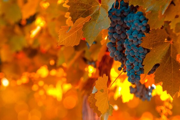 Raisins bleu-noir dans les feuilles orange chaud