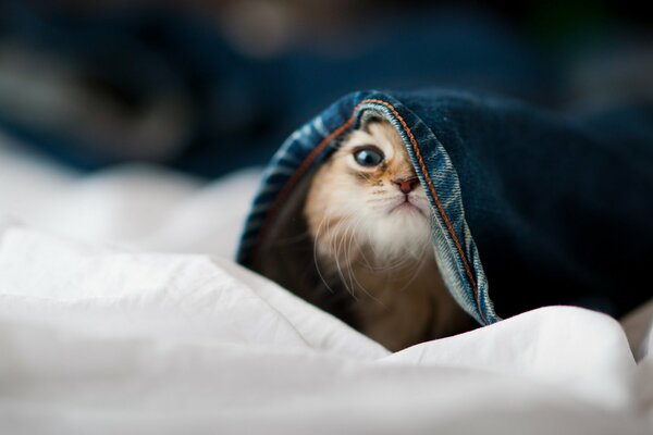 Chaton hannah Peeping hors d un pantalon en Jean