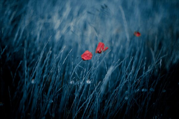 Der Wind im Feld wirbelt rote Mohnblumen