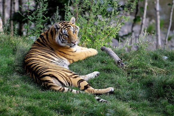 Tigre regardant couché sur l herbe