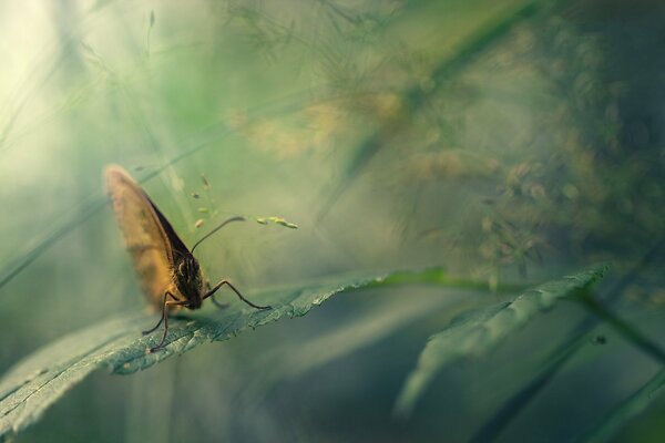 Macro photo of a natural butterfly on a leaf