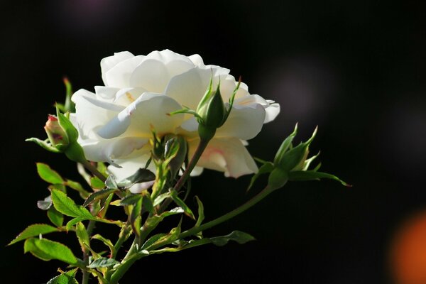 Biała kwitnąca róża rano