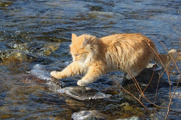 Furchtloser roter Katzenforscher