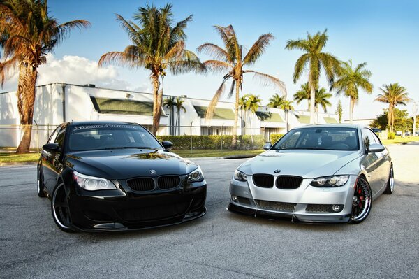 Two cool bmw cars on the background of palm trees and pure blue sky