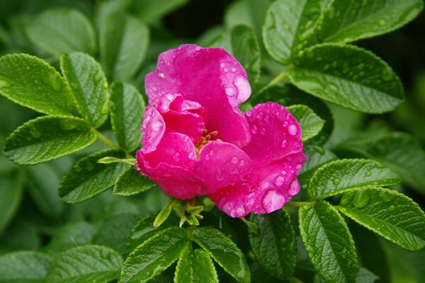 Fleur d églantier avec des gouttes de pluie sur les pétales