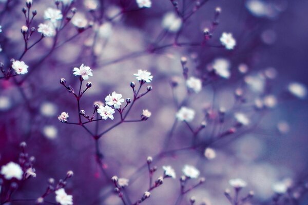White small flowers on a lilac background