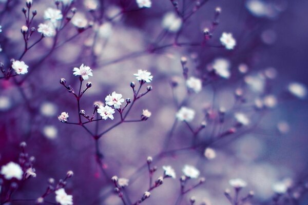 Petites fleurs blanches sur fond lilas