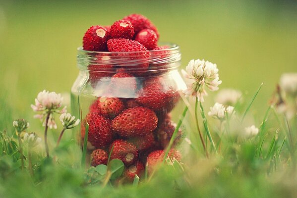 Tarro de fresas, en trébol de flores, hierba y vegetación