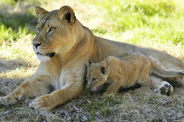 Lionne avec llaenk se reposer à l ombre