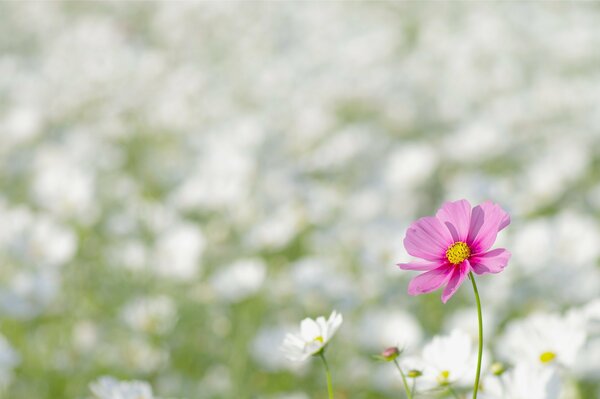 Fleur rose sur fond de fleurs blanches