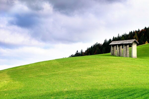 Wonderful green grass against the background of trees and sky