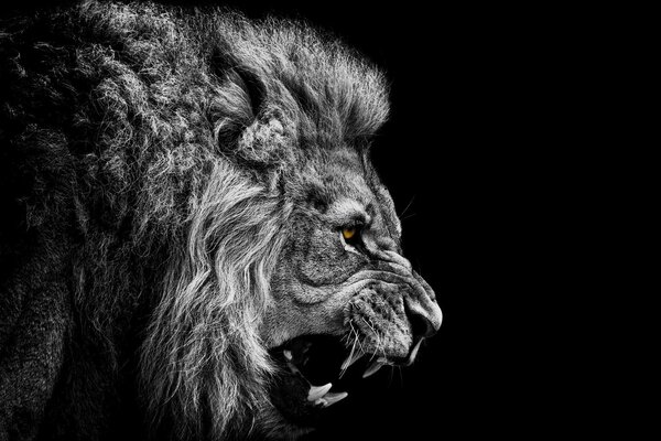 Black and white photo of a lion on a black background