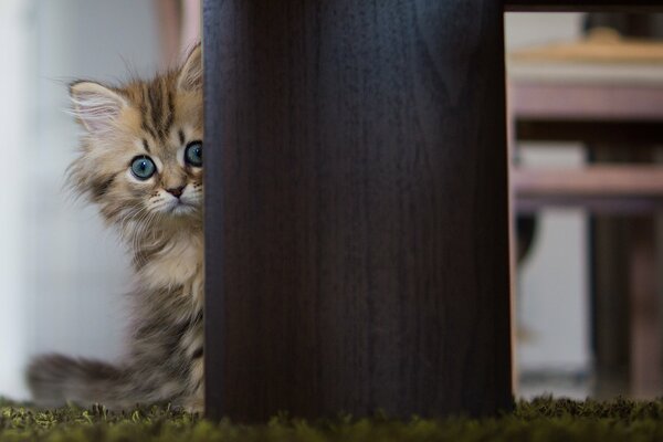 Daisy the kitten looks out from behind the table