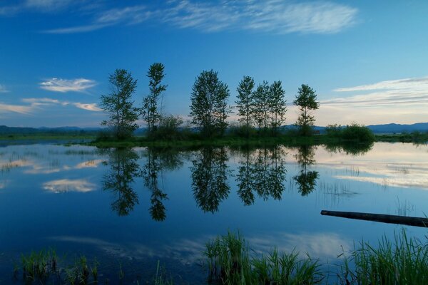 Landschaft. Wasserbecken. Bäume. Blauer Hintergrund