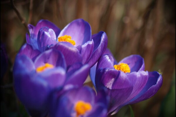 Purple crocuses with a yellow core