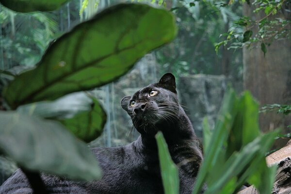 Schwarzer Panther im Dschungel