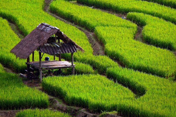 Gazebo in a field with green grass