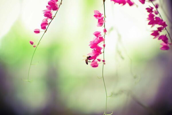 Little pink flowers and a bee