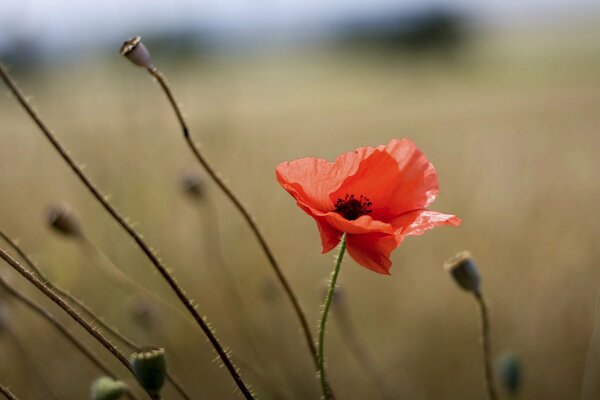 Spring field with red poppy