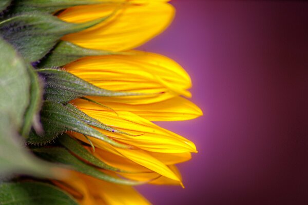 Petit tournesol sur fond violet