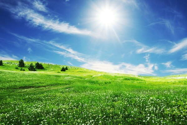 Зеленое поле с чистым небом