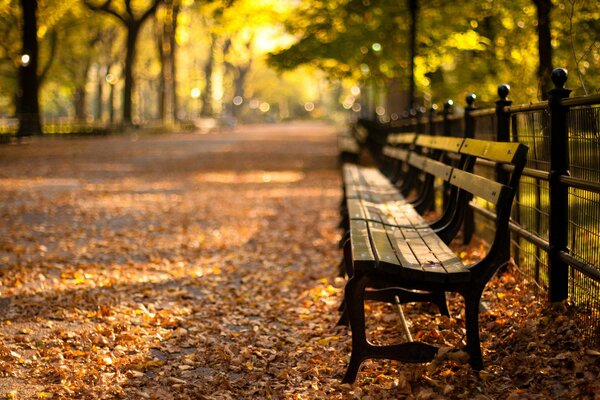 Coucher de soleil dans central Park. New York