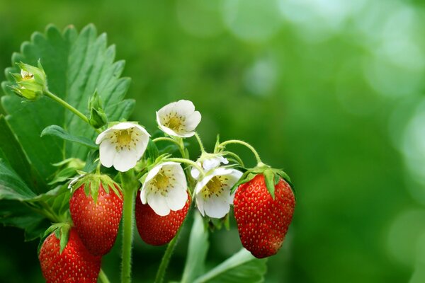 Bacche di fragola con foglie e fiori